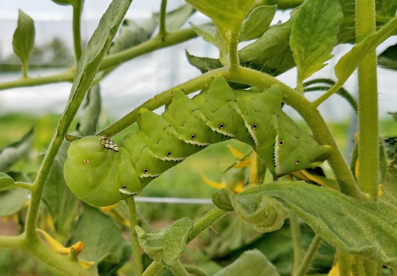 tomato hornworm